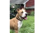 Adopt TODD a Pit Bull Terrier / Mixed dog in Westhampton, MA (21606636)