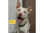 Adopt Kiya a Carolina Dog, Husky