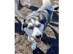 Adopt Mosa aka Flower a Siberian Husky / Mixed dog in Crystal Lake