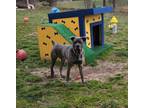 Adopt Cash a Cane Corso / Mixed dog in Toms River, NJ (37478665)