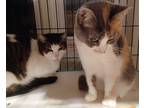 Adopt Cali & Roxy a Domestic Shorthair / Mixed cat in Baltimore, MD (36474707)