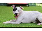 Adopt KJ a American Staffordshire Terrier / American Pit Bull Terrier / Mixed