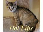Adopt Hot Lips a Gray, Blue or Silver Tabby Domestic Shorthair / Mixed (short