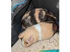 Adopt Tom and Jerry a Guinea Pig (short coat) small animal in Aurora