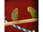 Adopt Lemonade and Kiwi a Parakeet - Other bird in Aurora, IL (37624784)