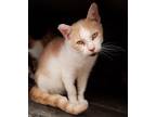 Adopt Sunny a Cream or Ivory (Mostly) Domestic Shorthair / Mixed (short coat)