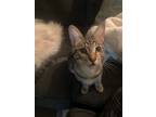 Adopt Zeus a Brown Tabby Domestic Shorthair / Mixed (short coat) cat in Los