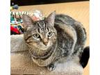 Adopt Rue a Brown Tabby Domestic Shorthair / Mixed (short coat) cat in O'Fallon