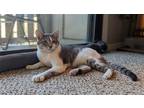 Adopt Cashew a Gray or Blue (Mostly) Domestic Shorthair / Mixed (short coat) cat