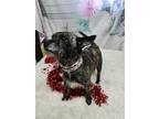 Adopt Ben a Brindle Terrier (Unknown Type, Medium) / Mixed dog in Metairie