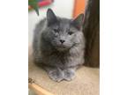 Adopt Sam (Sponsored!) a Gray or Blue Domestic Longhair / Mixed (long coat) cat