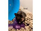 Adopt Acai a Black Hamster (short coat) small animal in Monrovia, MD (37400568)