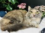 Adopt Chipmunk a Tortoiseshell Domestic Mediumhair / Mixed (medium coat) cat in