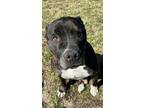 Adopt Tommy a Black - with White Pit Bull Terrier / Mixed dog in Columbia