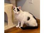 Adopt Sassy a Black & White or Tuxedo Domestic Shorthair / Mixed (short coat)