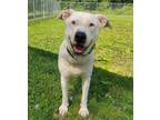 Adopt Orion a White - with Brown or Chocolate Pit Bull Terrier / Mixed dog in