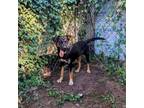 Adopt Diva a Australian Cattle Dog / Blue Heeler, German Shepherd Dog