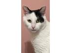 Adopt Tulip a White (Mostly) Domestic Shorthair / Mixed (short coat) cat in