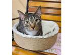 Adopt Ian a Brown Tabby Domestic Shorthair / Mixed (short coat) cat in Columbia