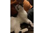 Adopt Teri a Black & White or Tuxedo Domestic Shorthair / Mixed (short coat) cat