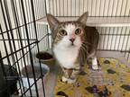 Adopt Hansel a Domestic Shorthair / Mixed (short coat) cat in Columbia