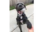 Adopt Mister a Gray/Silver/Salt & Pepper - with White Pit Bull Terrier / Mixed