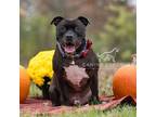 Adopt Puppy a Black - with White Staffordshire Bull Terrier / Mixed dog in