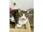 Adopt Sam a Brown Tabby Domestic Shorthair / Mixed (short coat) cat in West