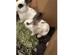 Adopt Baby Bunnies 8 a White Dwarf / Mixed (medium coat) rabbit in Spring Lake