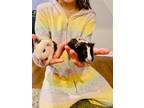 Adopt Peep a Guinea Pig (short coat) small animal in Spring Lake, NJ (37632257)