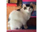 Adopt Belle a White (Mostly) Calico / Mixed (short coat) cat in Spring Lake