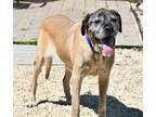 Adopt Bella a Tan/Yellow/Fawn Mastiff / Mixed dog in Spring Lake, NJ (31805670)