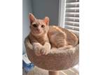 Adopt Teddy Roosevelt and Eevee a Orange or Red Domestic Shorthair / Mixed