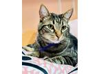 Adopt Spike a Brown Tabby Domestic Shorthair / Mixed (short coat) cat in St.