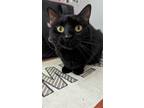 Adopt Lindy (Cuddles) a All Black Domestic Shorthair / Mixed (short coat) cat in