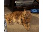Adopt Buddy Kittens a Orange or Red Domestic Longhair / Mixed (long coat) cat in