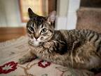 Adopt Strayer a Brown Tabby Domestic Shorthair / Mixed (short coat) cat in