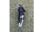 Adopt Boltund a Black Husky / Australian Cattle Dog / Mixed dog in Batavia