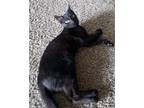 Adopt Allen a All Black Domestic Shorthair / Mixed cat in Rochester