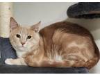 Adopt Happy a Orange or Red (Mostly) Domestic Shorthair / Mixed cat in