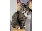 Adopt Lynx a Brown Tabby Domestic Mediumhair / Mixed cat in Rochester