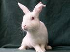 Adopt Koopa a Other/Unknown / Mixed (short coat) rabbit in Baton Rouge