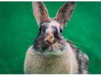 Adopt Clover (#5) & Ted a Harlequin / Mixed (short coat) rabbit in Baton Rouge