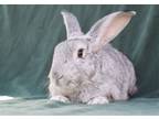 Adopt Sophia a Other/Unknown / Mixed (short coat) rabbit in Baton Rouge
