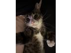 Adopt Anyanka a Brown Tabby Domestic Shorthair / Mixed (short coat) cat in