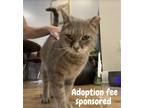 Adopt James Gandolfini a Gray, Blue or Silver Tabby American Shorthair / Mixed