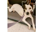 Adopt Tipster a White - with Black English Pointer / Mixed dog in Cincinnati
