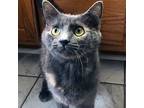 Adopt Phoenix a Tortoiseshell Domestic Mediumhair / Mixed cat in Garner