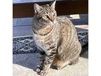 Adopt Annie a Gray, Blue or Silver Tabby Domestic Mediumhair / Mixed cat in