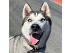 Adopt Ash a Black - with White Siberian Husky / Mixed dog in Woodland